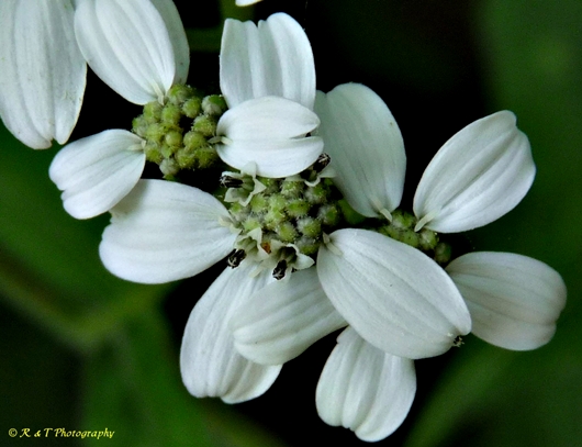 {Verbesina virginica}